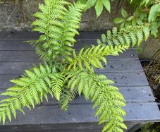 tree ferns - dicksonia antarctica