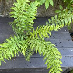 tree ferns - dicksonia antarctica