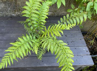 tree ferns - dicksonia antarctica