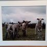 Mounted Original Photography - Wicklow Lambs Image 2