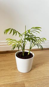 Parlour Palm Chamaedorea Elegans