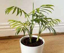 Parlour Palm Chamaedorea Elegans