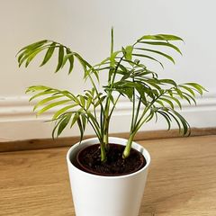 Parlour Palm Chamaedorea Elegans