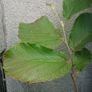 Witch Hazel /amazing aroma Image 6