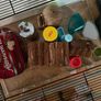 hamster cage Image 4