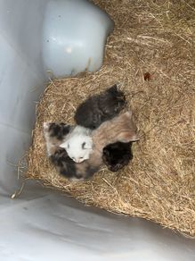 kitten