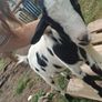 pygmy Goats Image 4