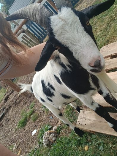 pygmy Goats