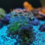 ghost 4 color hammer coral Image 4