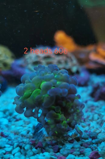 ghost 4 color hammer coral