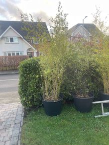 Large Bamboo Plants