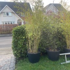 Large Bamboo Plants