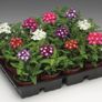 (V) Verbena Mammouth seeds 0.2g (414956) Image 2