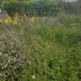 A wild garden Image 8