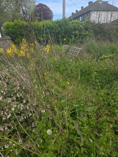 A wild garden