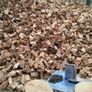 Hardwood 125 Euro 086.8368816 Image 2