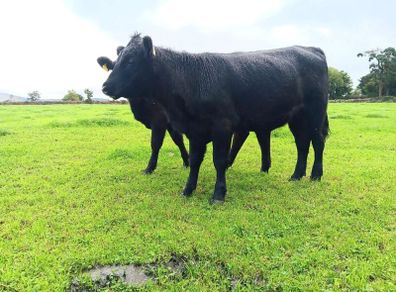 AA heifers for sale