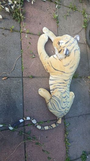 large Tiger teddy for collection today Dublin 13