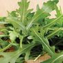 (R) Perennial Rocket Olivetta seeds 1g (220380) Image 2