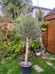 Olive Tree