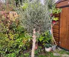 Olive Tree