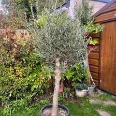 Olive Tree