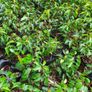 Portugeuse Laurel Hedging Image 3