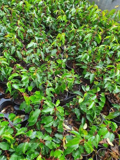 Portugeuse Laurel Hedging