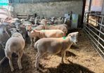 easycare ewe lambs easy care