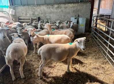 easycare ewe lambs easy care