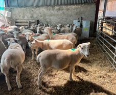 easycare ewe lambs easy care