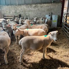 easycare ewe lambs easy care