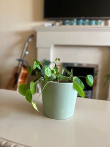 planters with plant