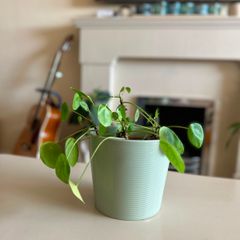 planters with plant