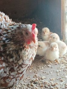 A hen with 7 chicks