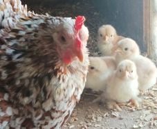 A hen with 7 chicks