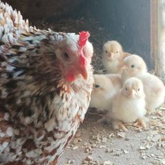 A hen with 7 chicks