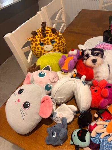 Squish teddy's and other teddys