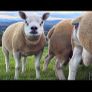 Pedigree shearling rams Image 2