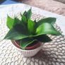 Small Sansevieria Hahnii in White Pot Image 7