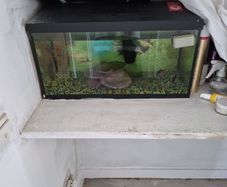 fish tank
