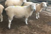 Tefrom - New Zealand Maternal Rams