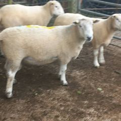 Tefrom - New Zealand Maternal Rams