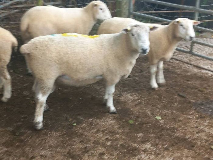 Tefrom - New Zealand Maternal Rams