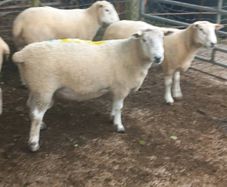 Tefrom - New Zealand Maternal Rams