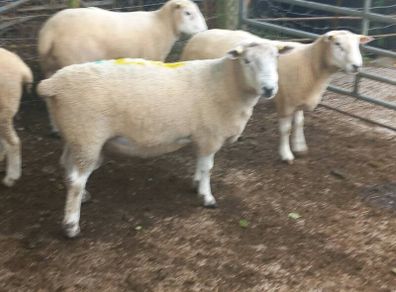 Tefrom - New Zealand Maternal Rams