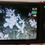 Casio QV-R300 Red 16.1MP digital compact camera FULL WORKING Image 9