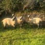Kerry Hill PBNR Rams Image 4