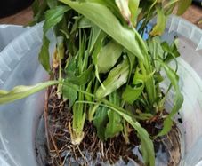 bare rooted peace lily plants