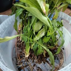 bare rooted peace lily plants
